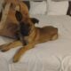 adorable Belgian malinois puppies
