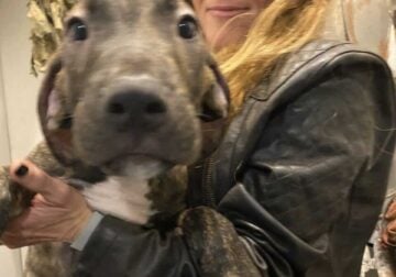 Great Dane / Mastiff boys