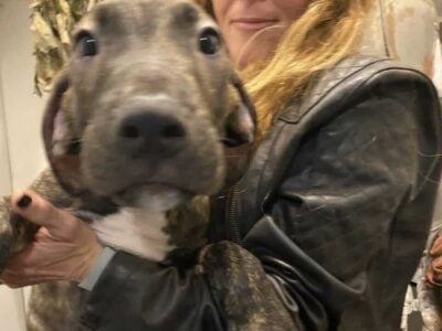 Great Dane / Mastiff boys