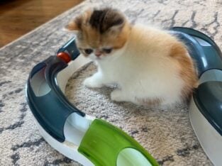 Beautiful CFA Exotic Shorthair Kittens