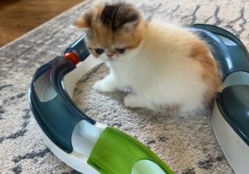 Beautiful CFA Exotic Shorthair Kittens