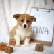 Registered Pembroke Welsh Corgi Pups