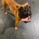 Male boxer