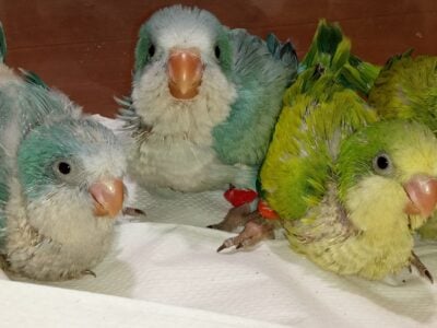 Baby Birds
