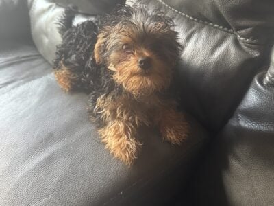 Female Yorkie