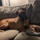 Male boxer