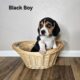 Black Boy