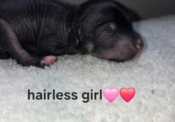 Chinese Crested Hairless Female pending