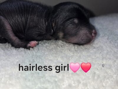 Chinese Crested Hairless Female pending
