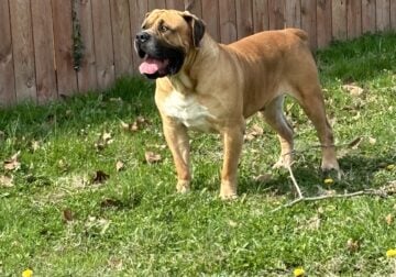 Boerboel Needs A home