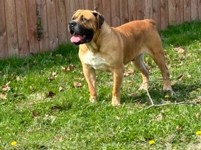 Boerboel Needs A home