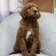 Golden Doodle