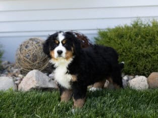 ACA Bernese Mountain dog female pup Indiana (Maple