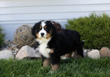 ACA Bernese Mountain dog female pup Indiana (Maple
