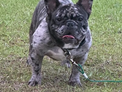Frenchie (Male) For Sale