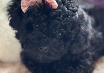 Female Toy poodle