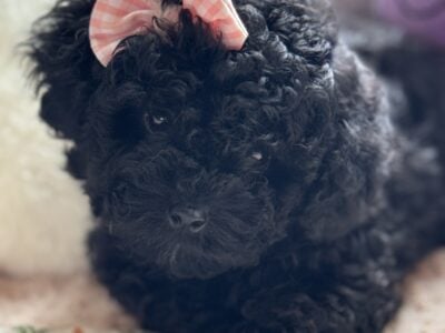 Female Toy poodle