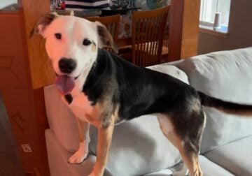 Rehoming of Sweet Dog