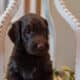 Puppies – Rex