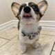 AKC pembroke welsh corgi Tricolor Male