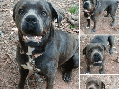 Cane corso