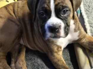 Beautiful Boxer babies!