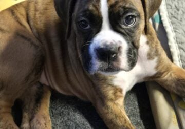 Beautiful Boxer babies!
