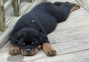 Rottweiler pups $800