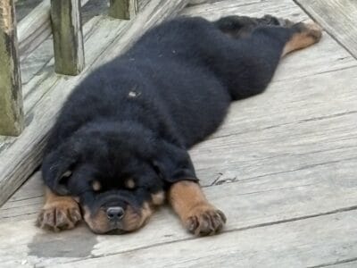 Rottweiler pups $800