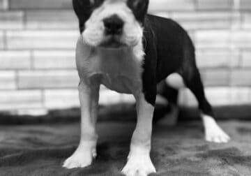 Male Boston Terriers