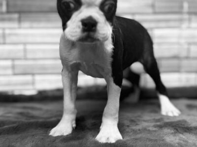 Male Boston Terriers