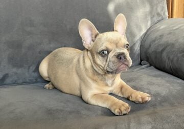Frenchie Puppies