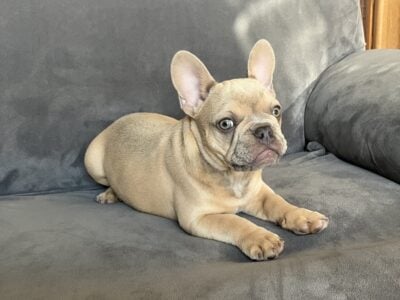 Frenchie Puppies