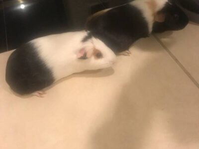 Guinea pigs to good home