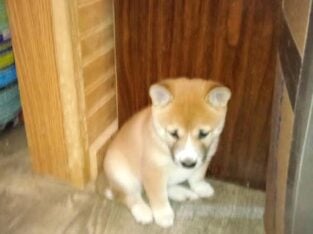 Shiba Inu red male