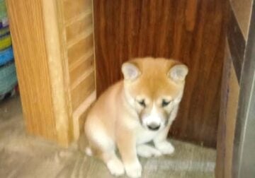 Shiba Inu red male