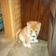 Shiba Inu red male