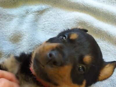 German Rottweiler puppies