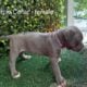 ABKC American Bully XL Puppies