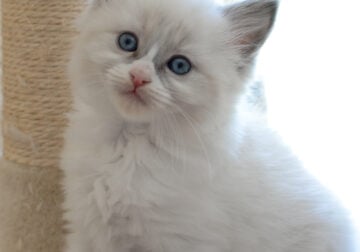 Lovely Ragdoll Kittens