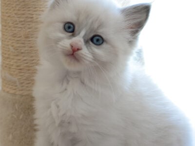 Lovely Ragdoll Kittens