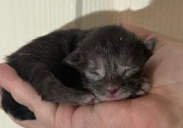 Maine coon kittens