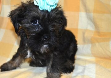 Brussels Griffon and miniature Schnauzer female