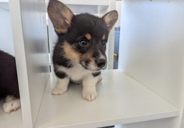 Female corgi puppy – Lafonda