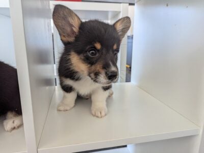 Female corgi puppy – Lafonda