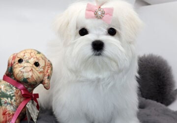 Tiny Maltese girl Pearl