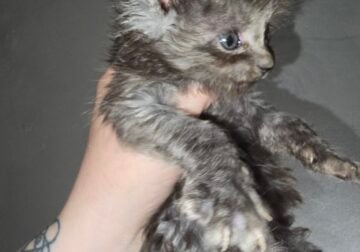 Maine coon male kitten