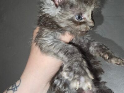 Maine coon male kitten