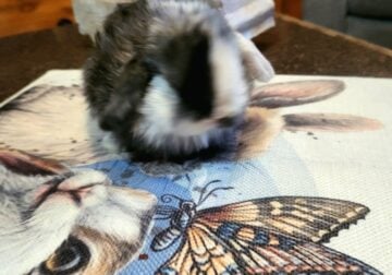 Fuzzy Holland Lops in New Mexico