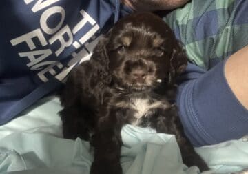 Wales Spaniels